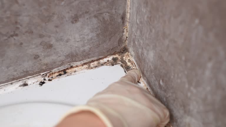 Environmental Consulting for Mold Prevention in Fort Calhoun, NE